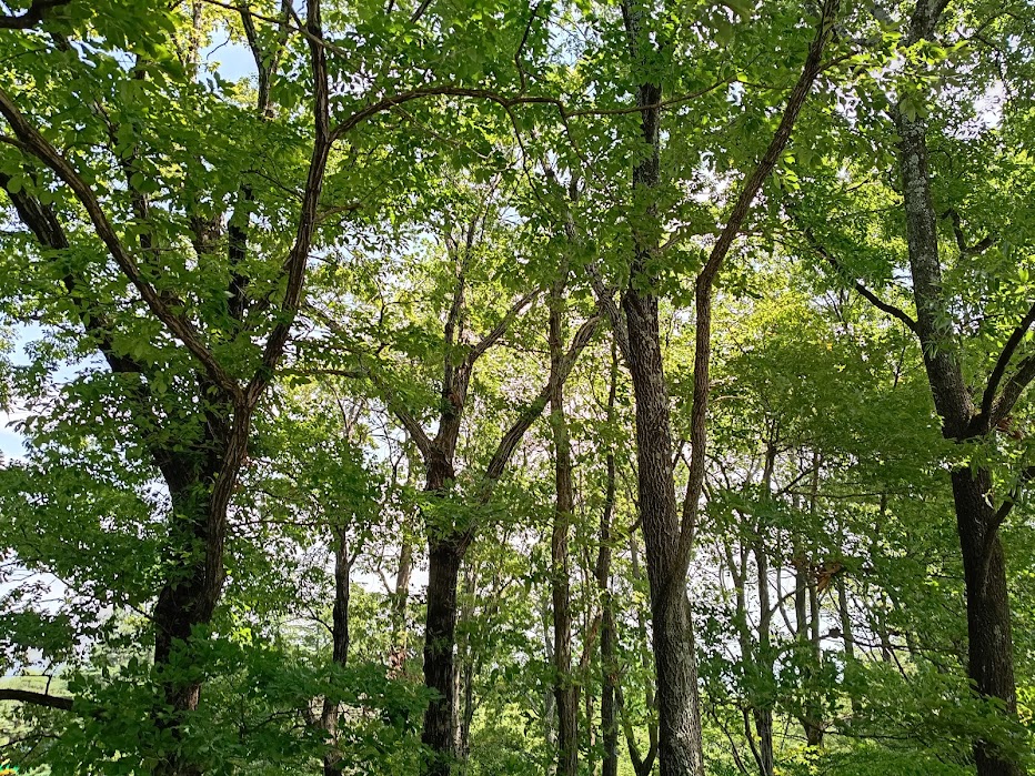 養老公園
